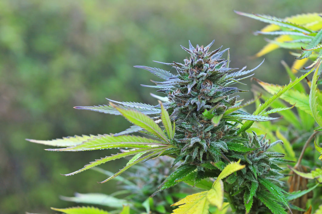 Marijuana